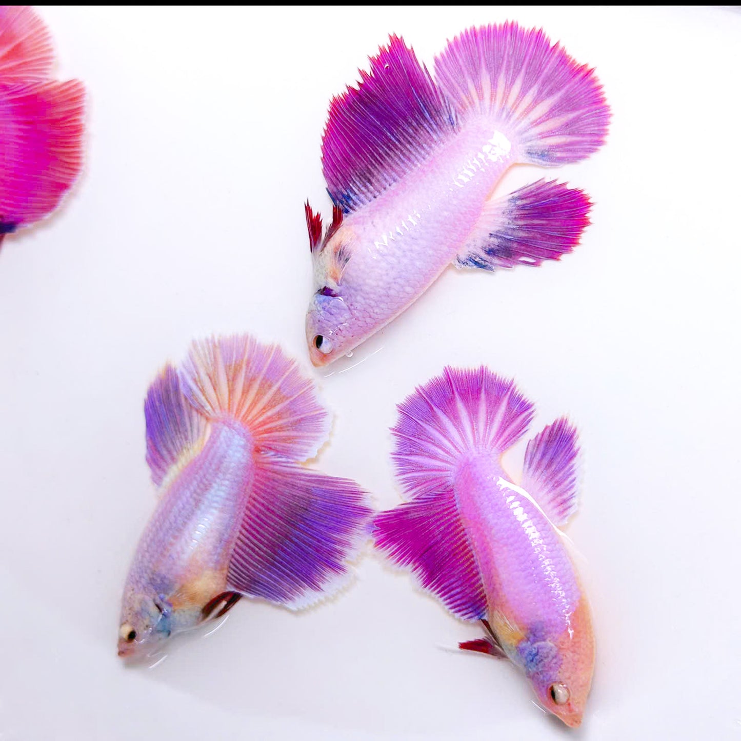 Purple Halfmoon Female Betta Fish