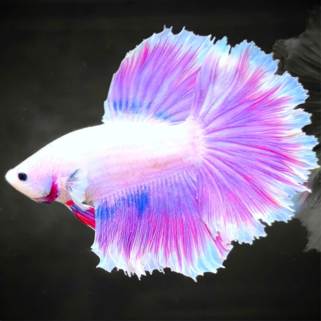 Purple Halfmoon Male Betta Fish | Grower's Pick