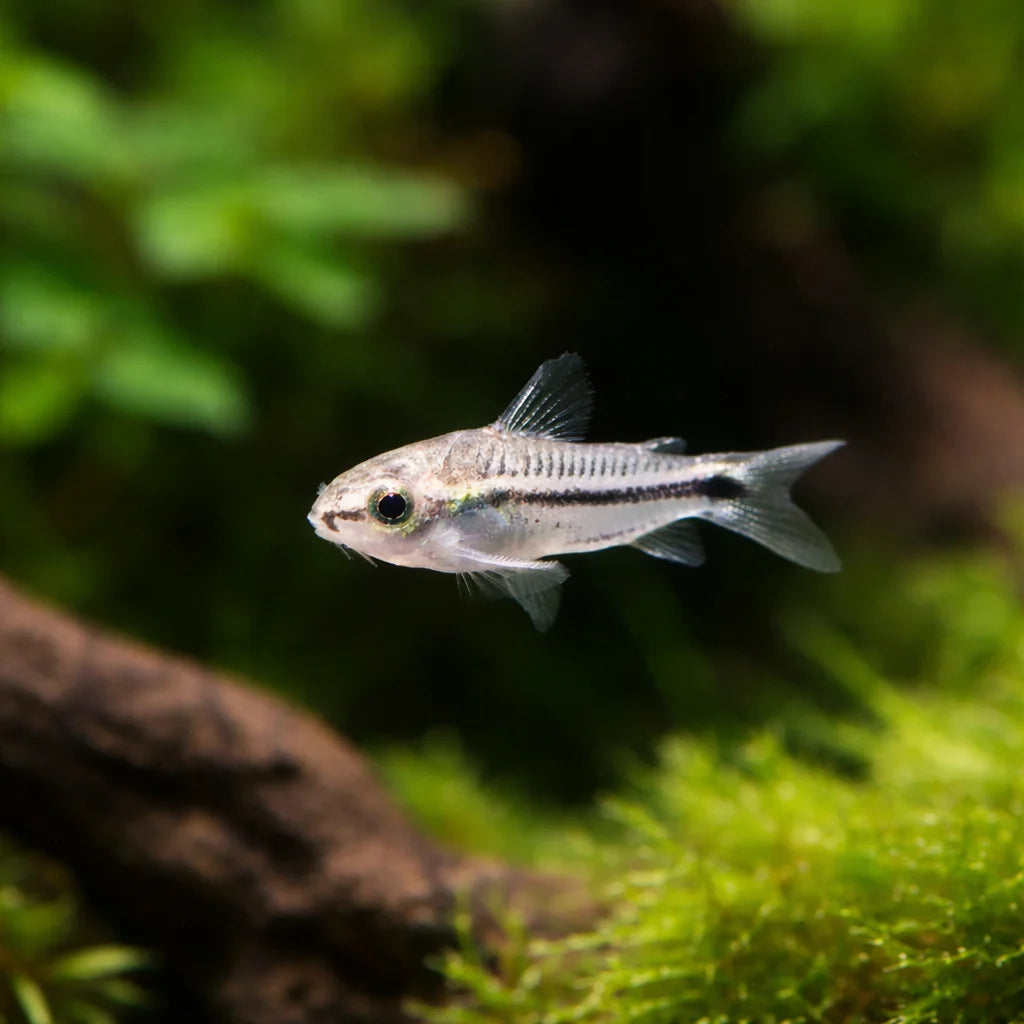 Pygmy Cory Catfish โ Corydoras Pygmaeus