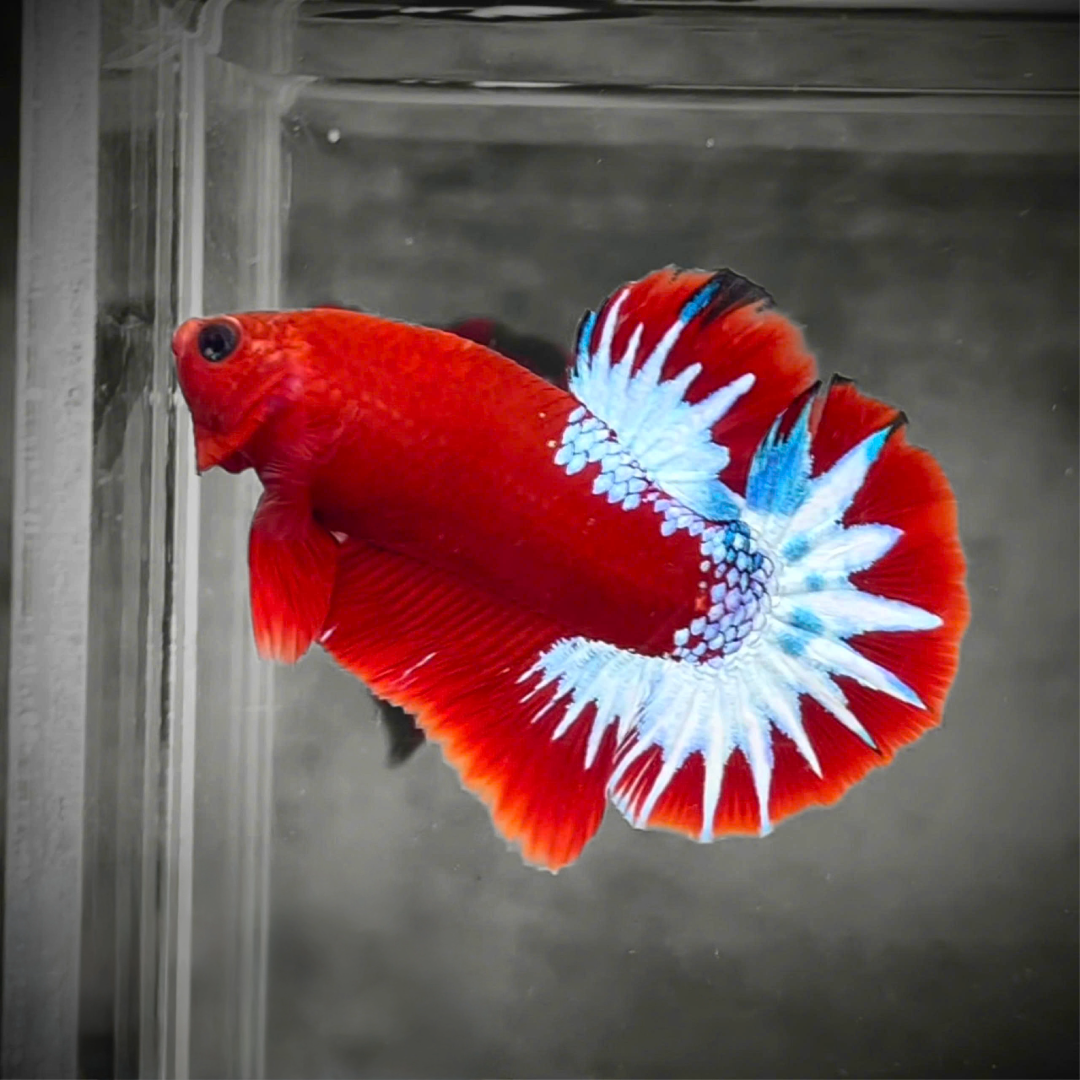 Red Fancy Hellboy White Star Tail Plakat Male Betta Fish | Mystery Betta