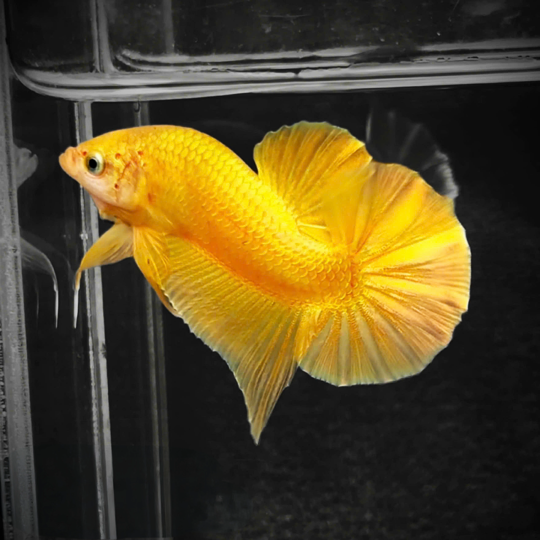 Super Gold 24k Male Betta Fish