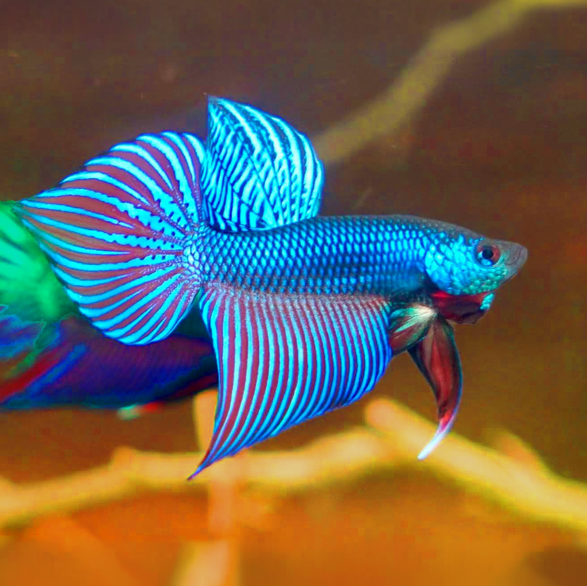 Wild Smaragdina Blue Male Betta Fish