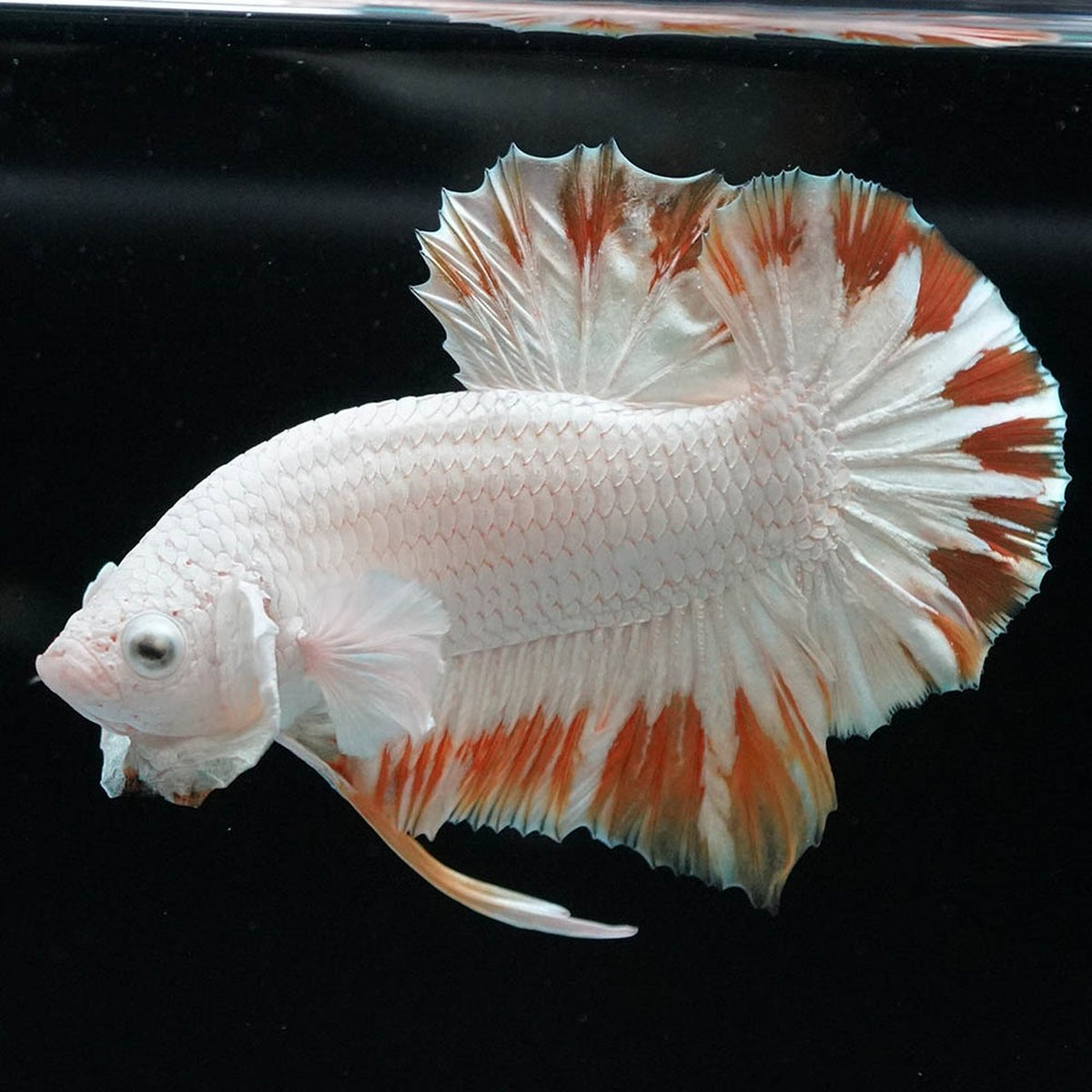 Yellow Snow Dragon Plakat Betta Fish with bright yellow fins and snowy white scales