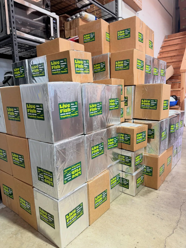 Brown Tropicflow live-fish shipping boxes stacked alongside foil-wrapped boxes in the packing area.