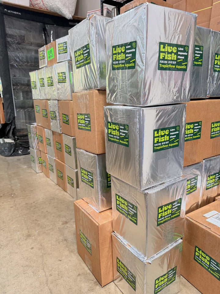 Close view of stacked foil-wrapped Tropicflow shipping boxes with green Live Fish labels.