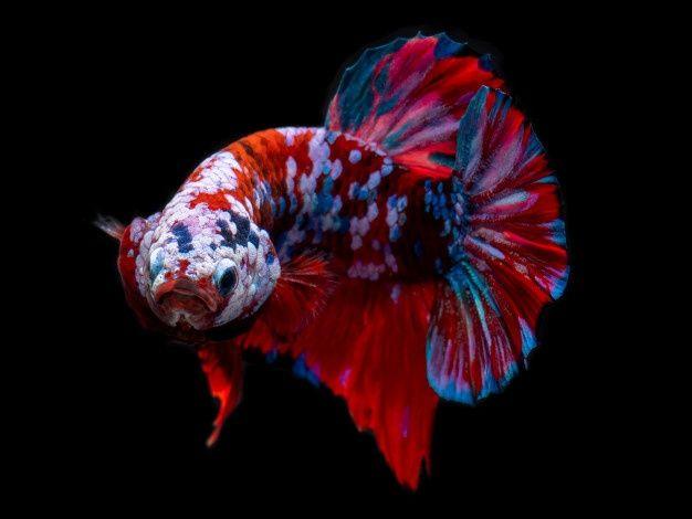 Top 10 Most Popular Types of Betta Fish