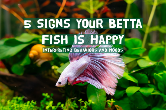 5 Signs Your Betta Fish Is Happy: Interpreting Behaviors and Moods