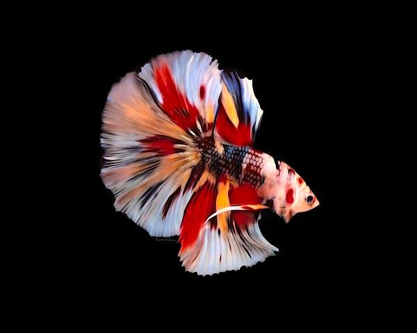 Halfmoon Betta Fish