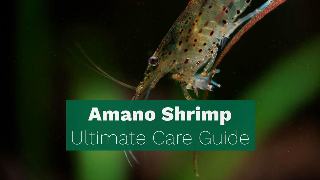 Amano Shrimp: Ultimate Care Guide – Everything You Need to Know