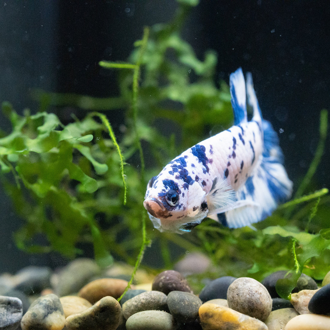 Blue Marble Dot Betta: Care, Pictures & Lifespan