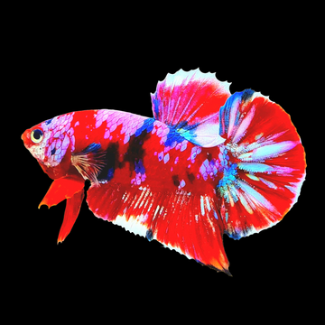 Koi Betta Fish: The Ultimate Care Guide