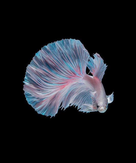 Tropicflow | 10 Signs of Happy Betta Fish