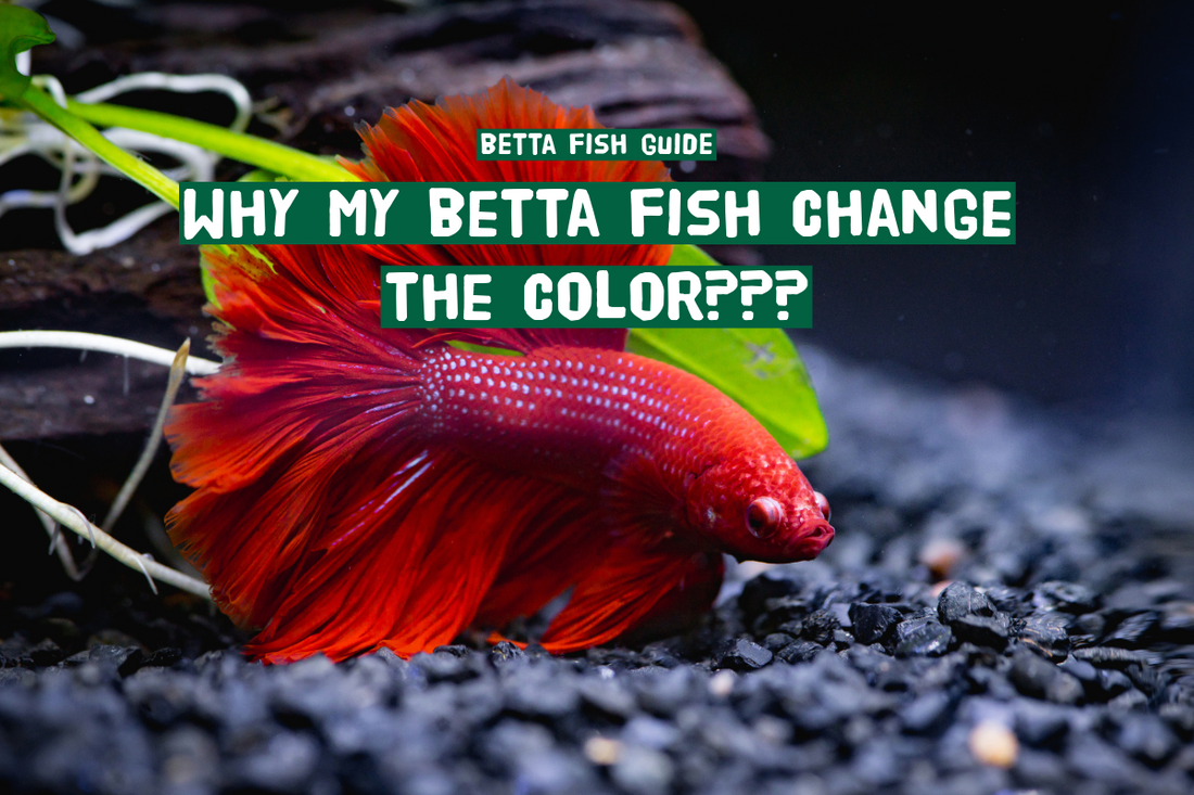 Why Do Betta Fish Change Color? The Secret Revealed!