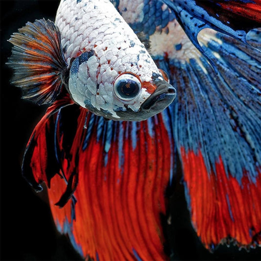 How to Achieve Maximum Lifespan for Your Betta Fish: Top Insider Tips Revealed!