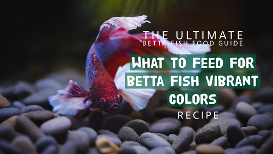 The Ultimate Betta Fish Food Guide for Vibrant Colors