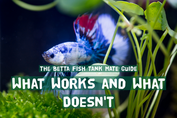 The Betta Fish Tank Mate Guide: What Works and What Doesn't