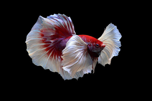 How Long Betta Can Live?