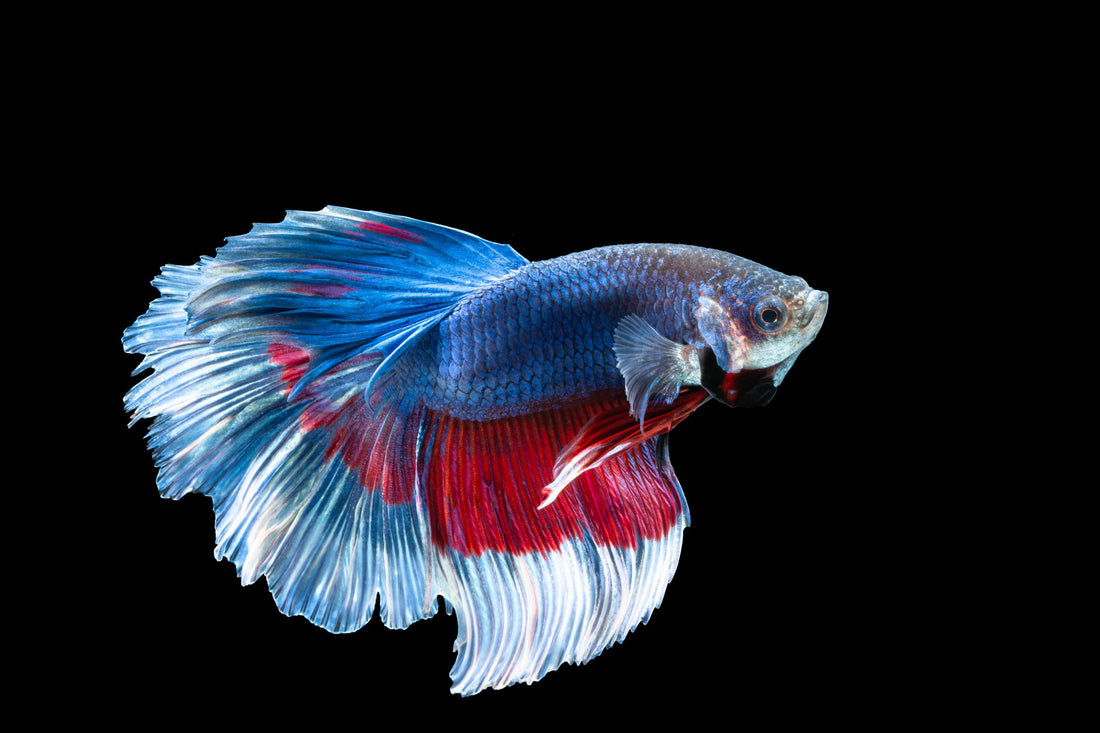 Tropicflow | Best Tank Mate for Betta Fish