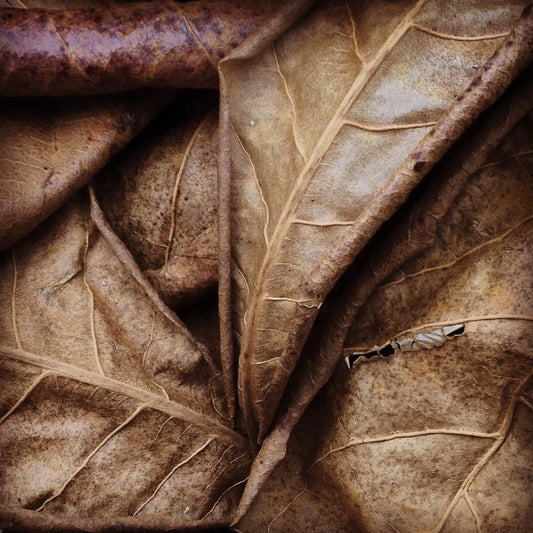 Dried Indian Almond Leaves