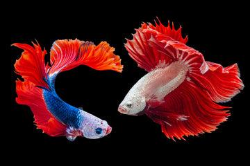 How Many Type of Betta Fish