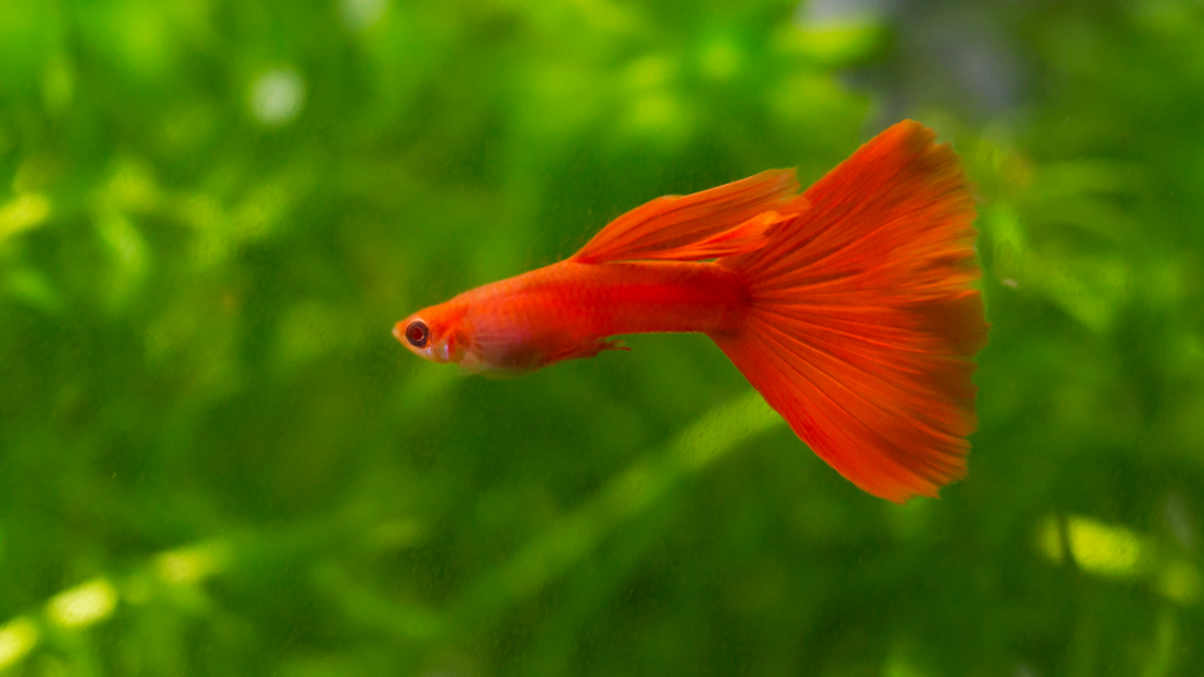 Colorful fancy guppies swimming in a planted freshwater aquarium