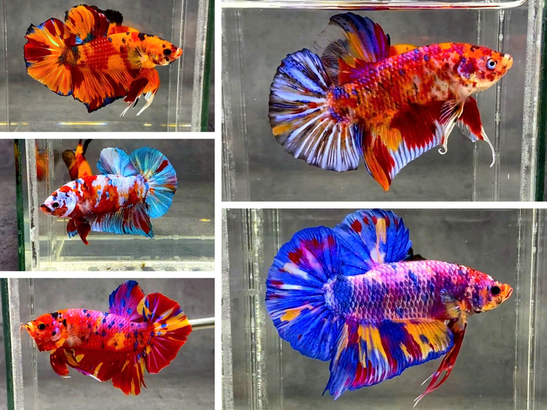 Everything You Need to Know About Giant Betta Fish