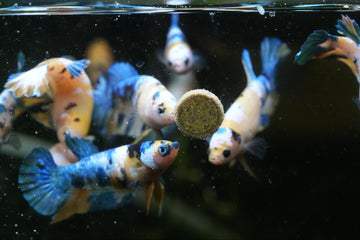 How Can You Tell if Your Betta Fish Is Pregnant