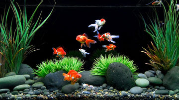 How to Provide Your Goldfish with the Best Care and Environment