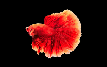 8 Easy Tips on How to Choose a GREAT Betta for Your Aquarium!