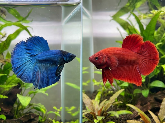 fancy blue halfmoon vs. massive red koi giant plakat.