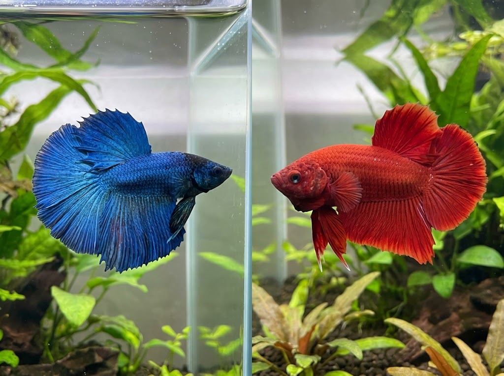 fancy blue halfmoon vs. massive red koi giant plakat.