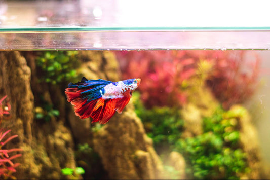 Betta Fish Care - How to Keep Your Precious Betta Healthy