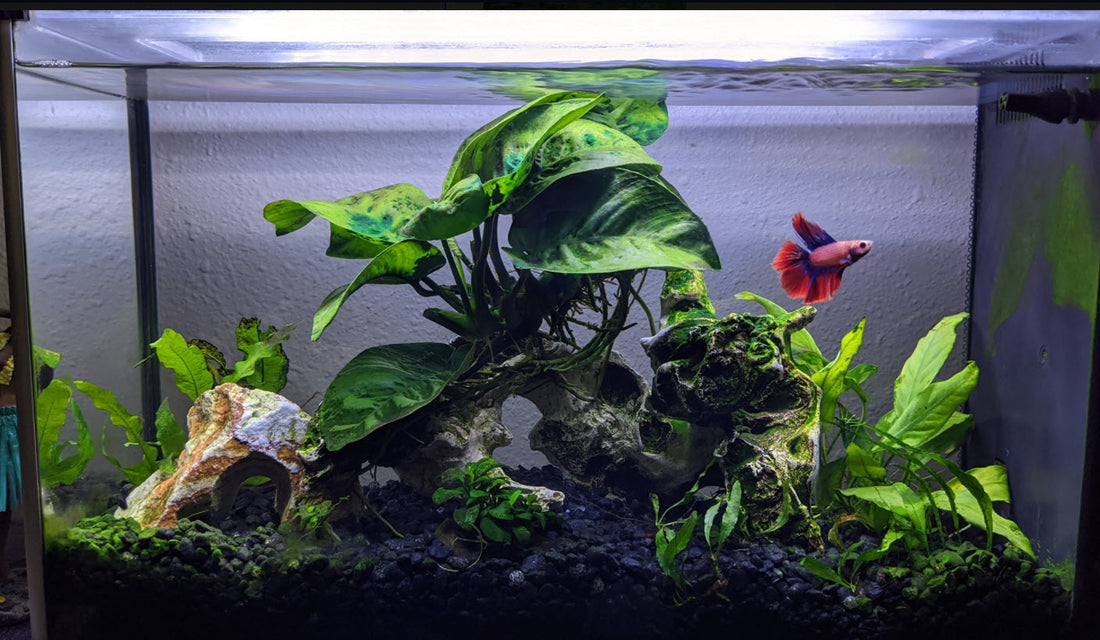 A Simple Guide on How to Change Betta Fish Water