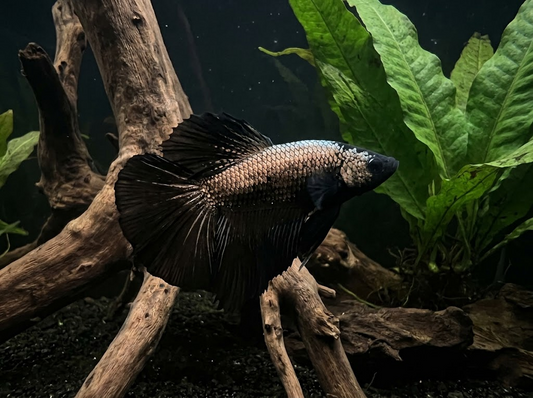 Rare Betta Fish: Black, White, and Purple Color Guide