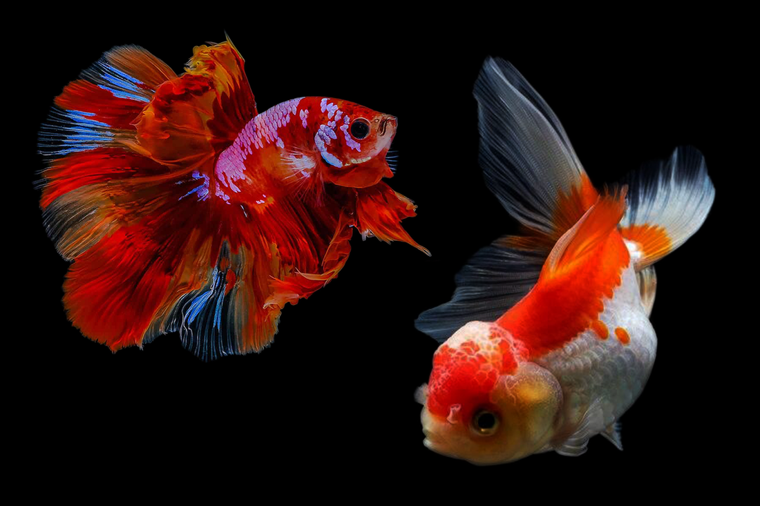 Can Goldfish Live with Bettas? Compatibility Guide for Aquarists