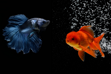 Can goldfish eat betta food?