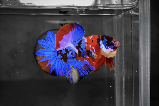 betta fish temperature guide