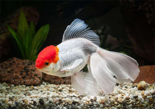 A Yellow Head White Body Oranda Goldfish - Guide to Oranda Goldfish Care 