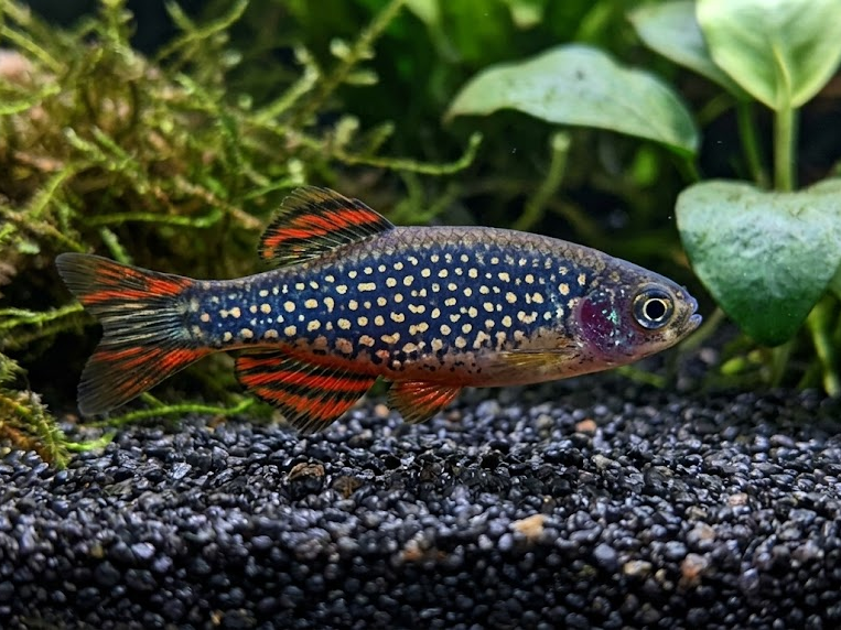 Celestial Pearl Danio Care Guide: Tank, Diet and Breeding 