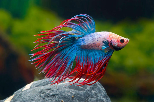 Top 7 Most Expensive Betta Fish Varieties