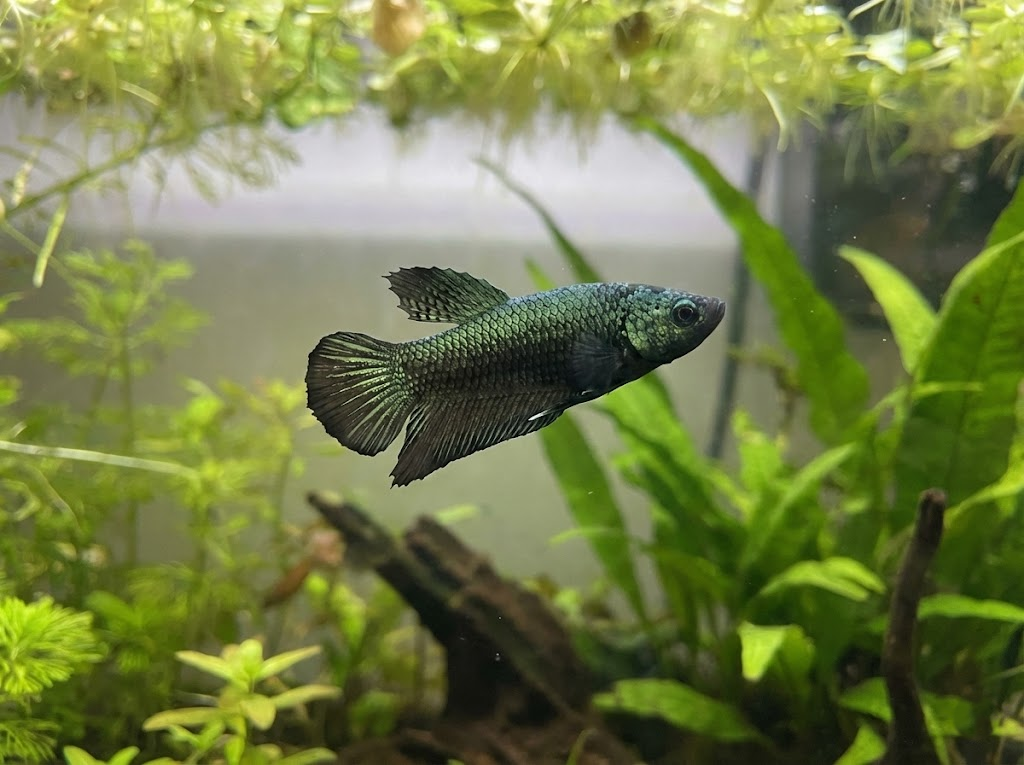 Alien Betta Types: A Guide to Rare Hybrid Colors