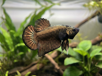 Plakat Betta Varieties and Color