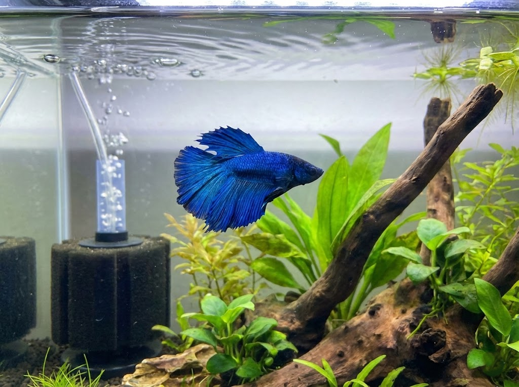 Do Betta Fish Need a Filter?