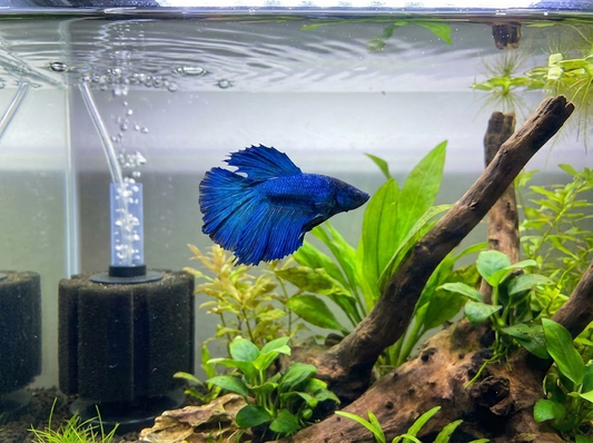 Do Betta Fish Need a Filter?