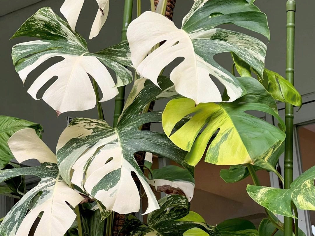 Monstera Albo Care Guide