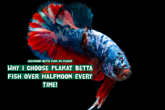 From an Expert Breeder: Why I Choose Plakat Betta Fish Over Halfmoon Every Time!