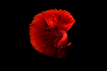 Super Red Betta Fish: Types, Care & Complete Guide