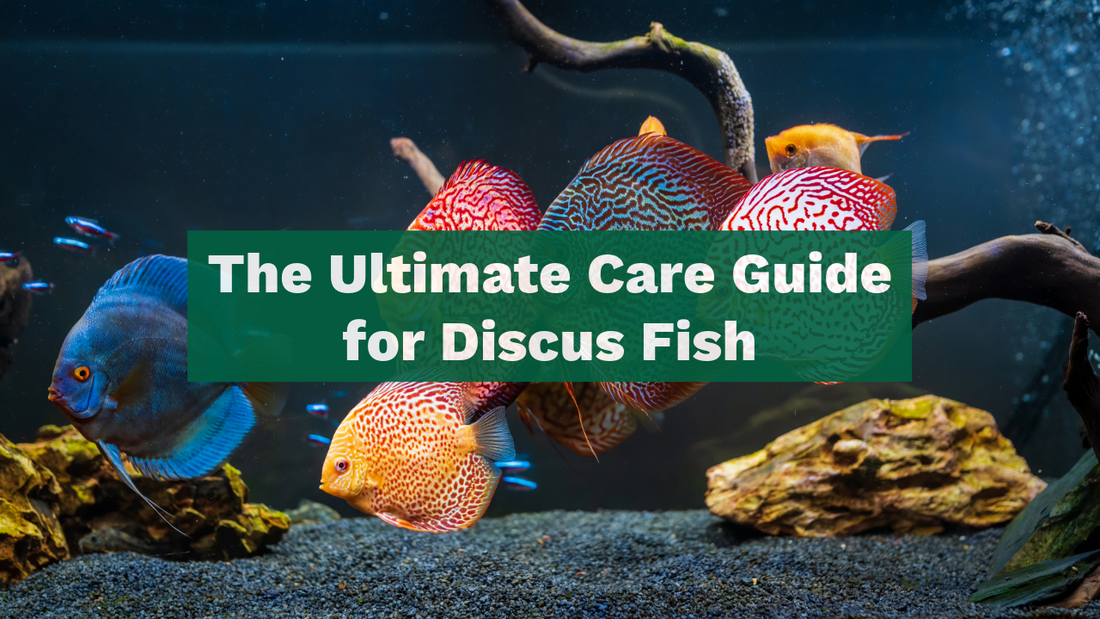 The Ultimate Care Guide for Discus Fish