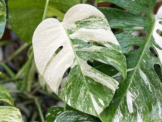 The Enchanting Beauty of Monstera Albo