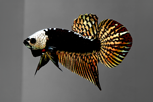 Wild Samurai Alien Male Betta Fish: Everything You Need to Know